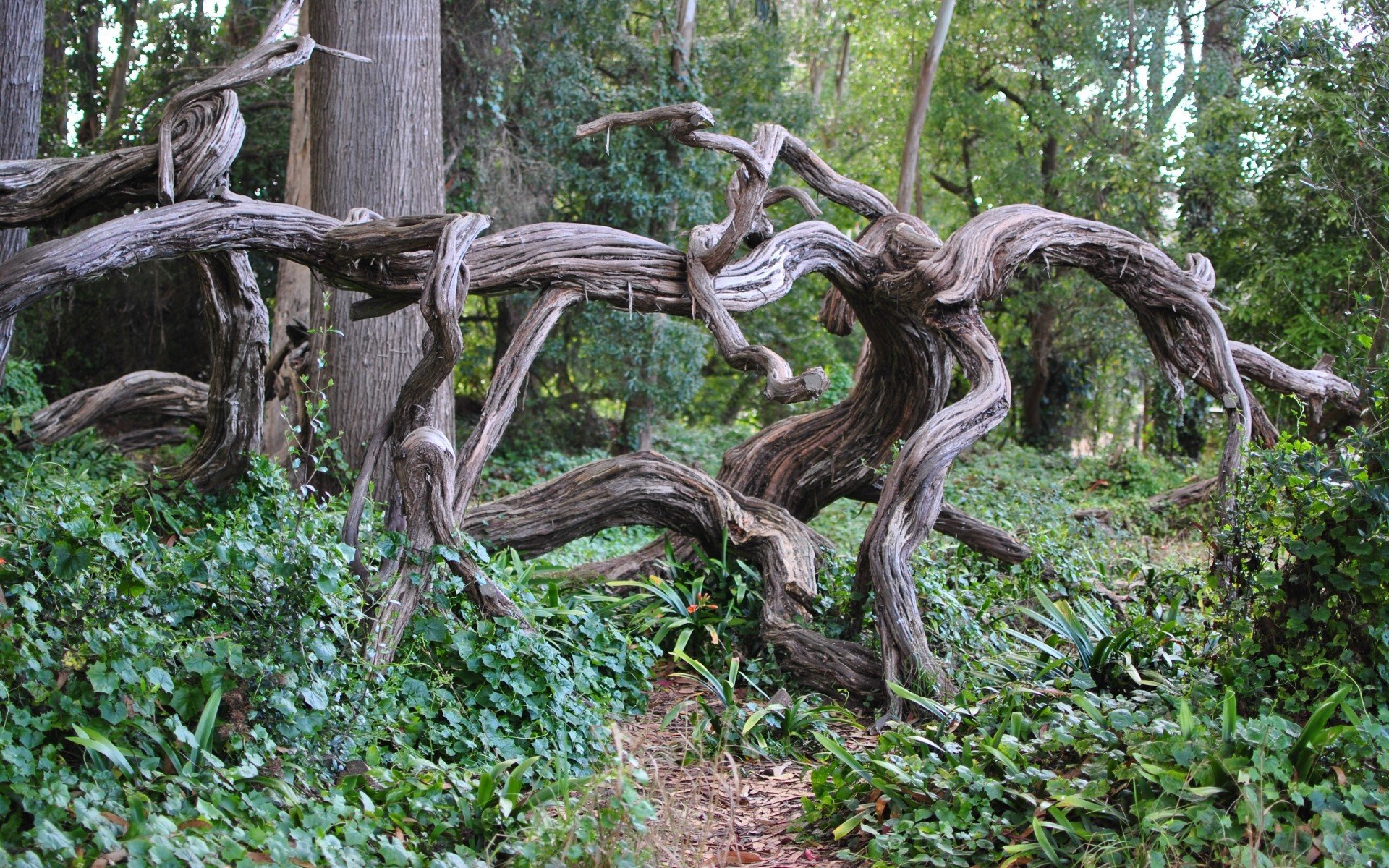 Коряги корни деревьев