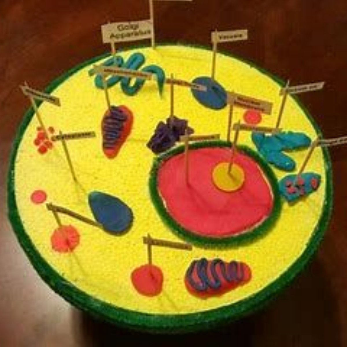 Биология из пластилина. Макет клетки. Поделки для биологии. Модель растительной клетки из пластилина.
