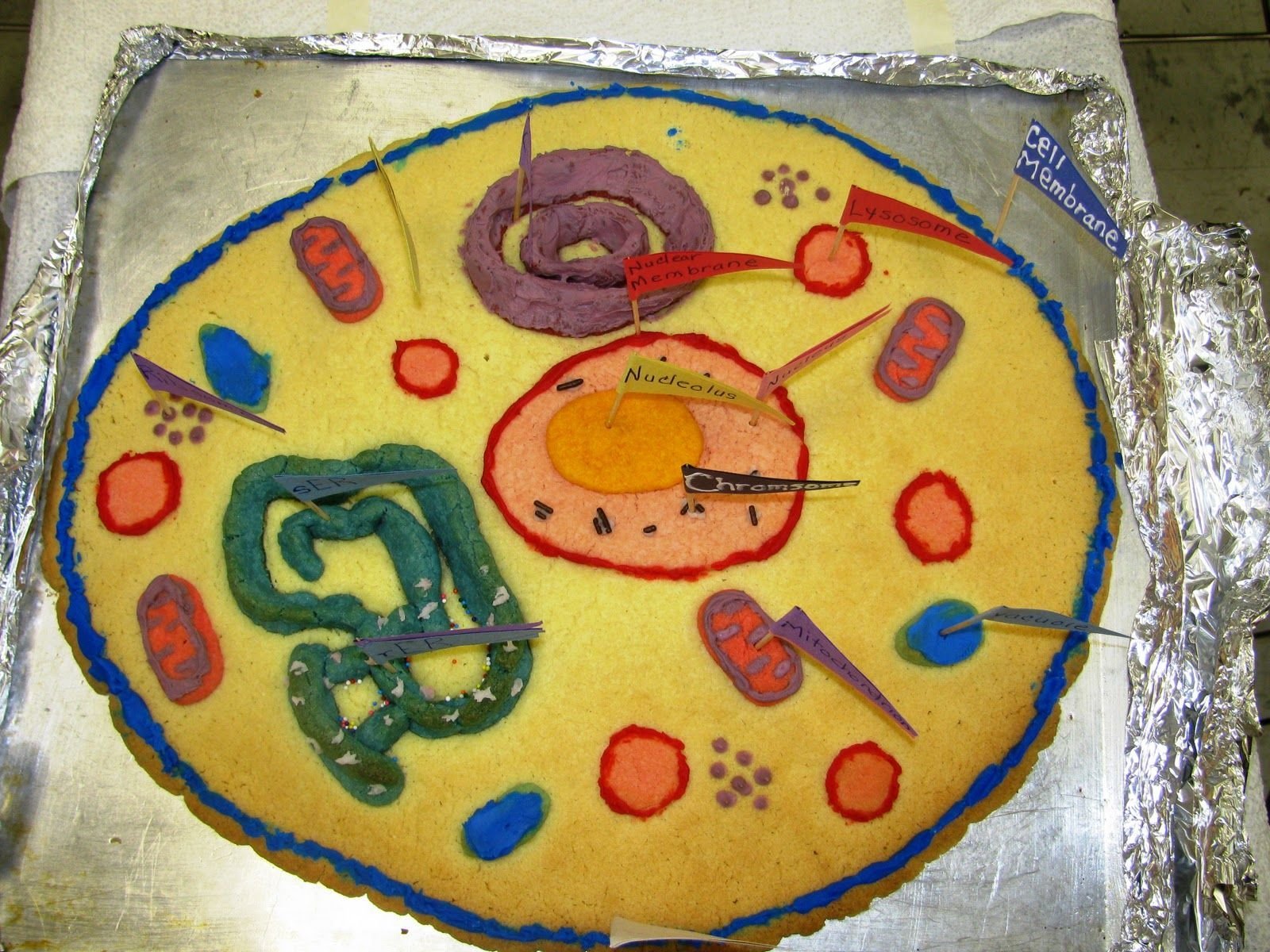 Биология из пластилина. Модель растительной клетки клетки. Макет клетки. Макет растительной клетки. Клетка растения из пластилина.