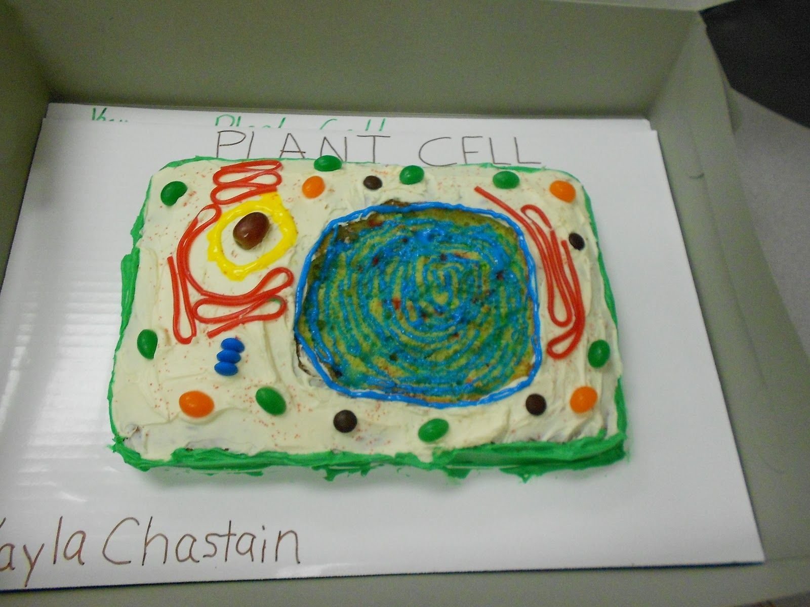 Биология из пластилина. Модель растительной клетки из пластилина 5 класс биология. Модель клетки из пластилина 5 класс биология. Модель растительной клетки 5 класс биология. Модель растительной клетки из пластилина.