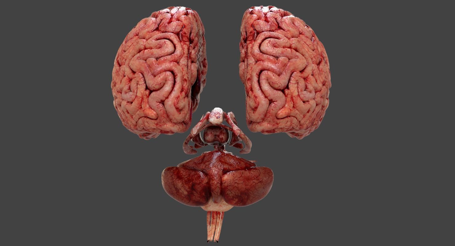 Видео про мозги. Муляж мозга.