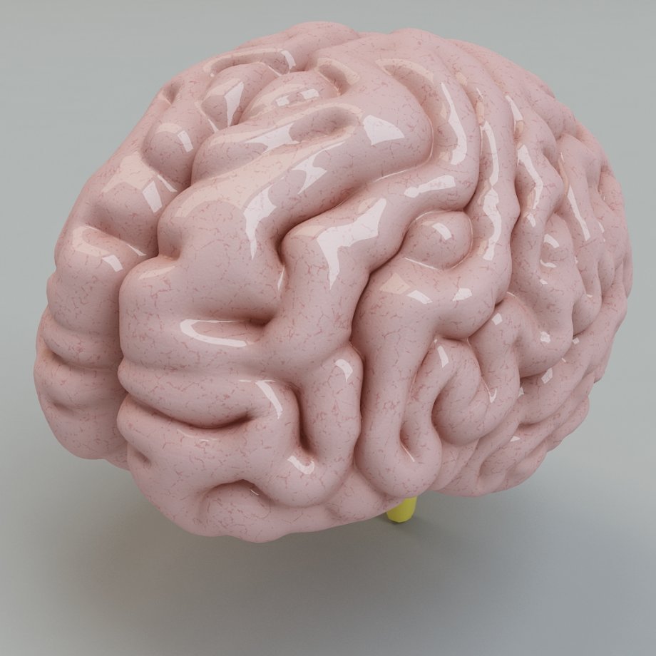 Купить мозг бу. Муляж мозга. Мозг человека муляж. Макет мозга. Муляж головного мозга человека.