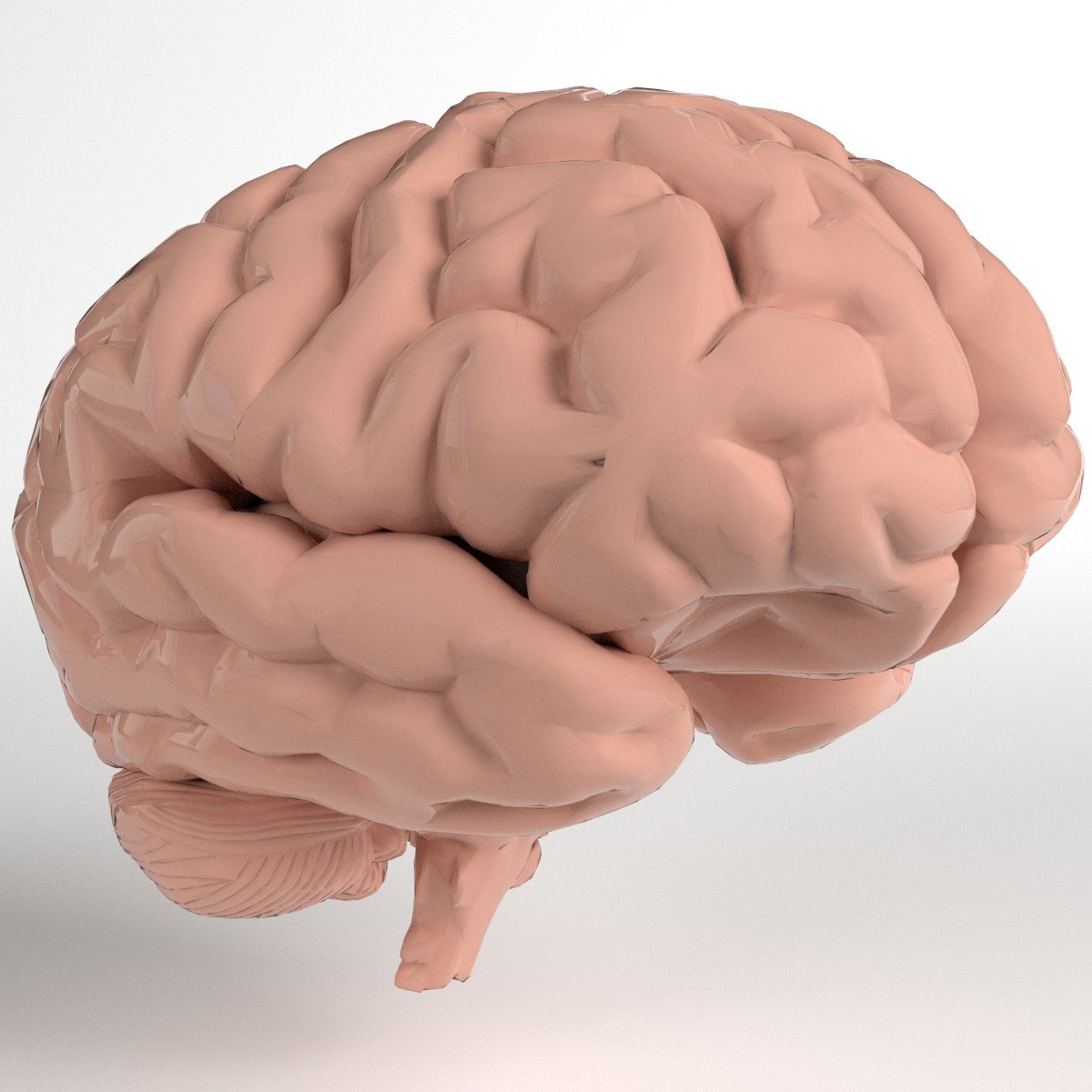 5 см мозга. Мозжечок 3д. Мозжечок анатомия 3д моделирование. Муляж мозга.