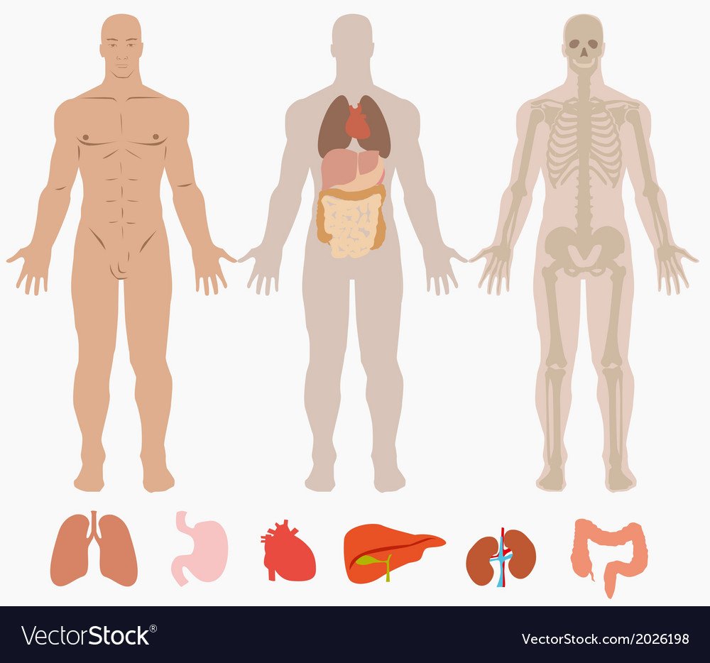 Человеческая сторона человека. Тело человека. Строение тела человека. Макет внутреннего строения человека. Макет строения человека органы.
