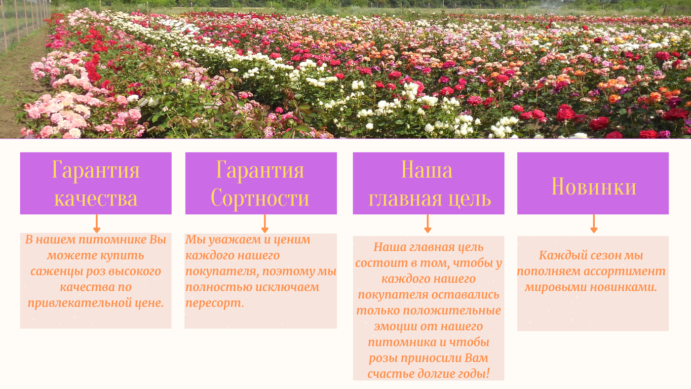 Питомники саженцев роз овчарова каталог