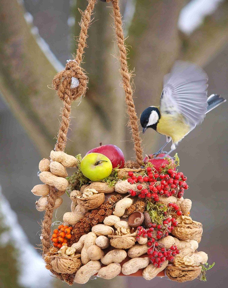 Угощение для птиц