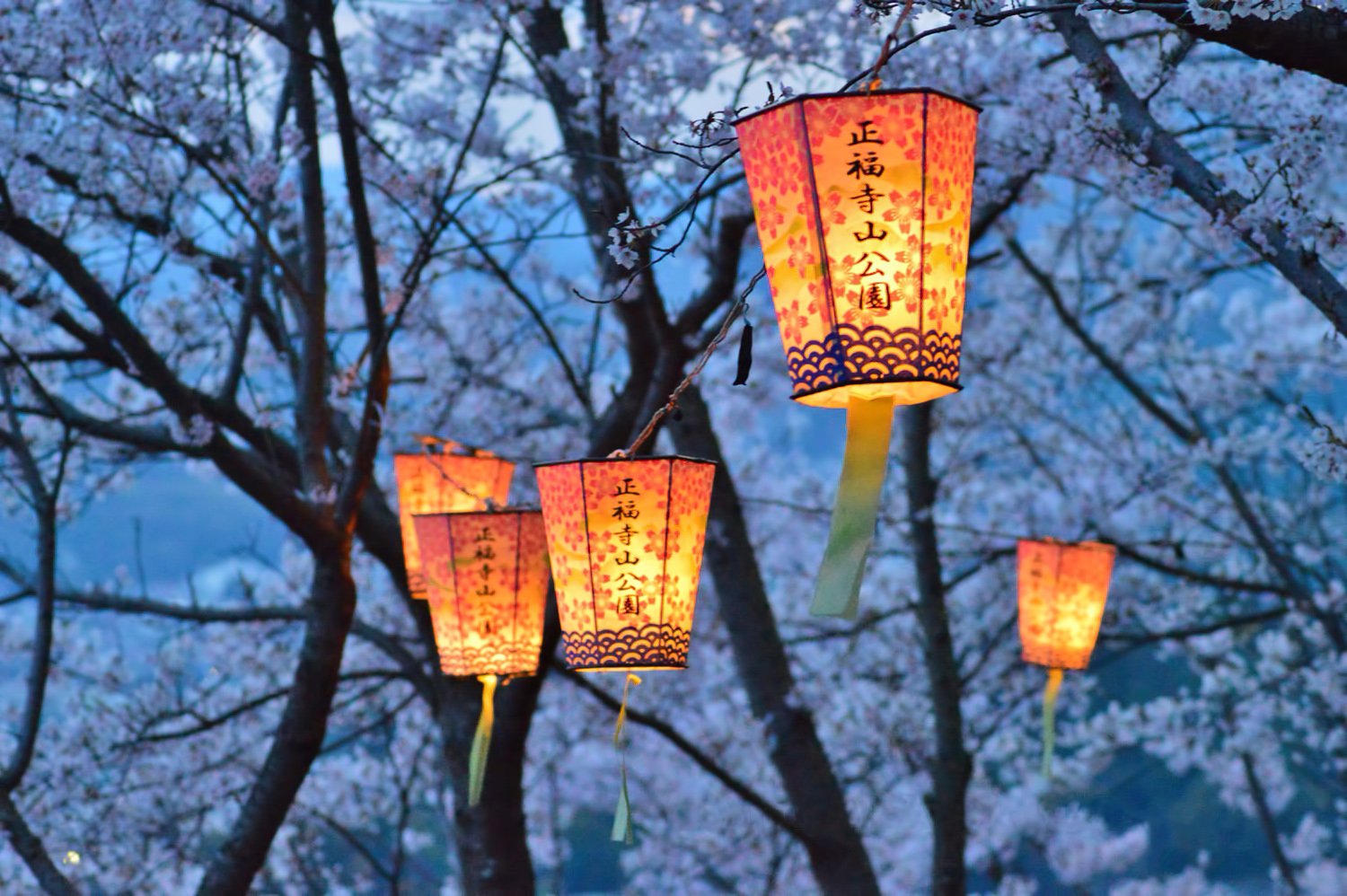 Сакура фонари. Японские фонари бомбори. Японский фонарик Андон. Фонарь в японском стиле. Фонари в Японии.