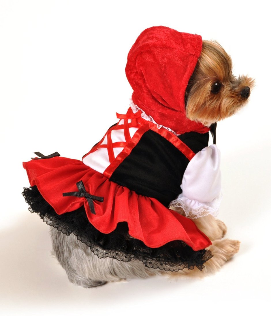 Новогодний костюм для собачки. Новогодние костюмчики для собак. Собака в костюме НГ. Красивые костюмы для собак.