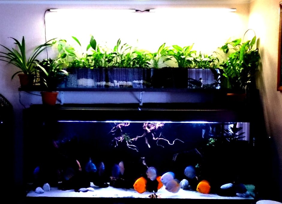 Самп - биофильтр для аквариума с растениями