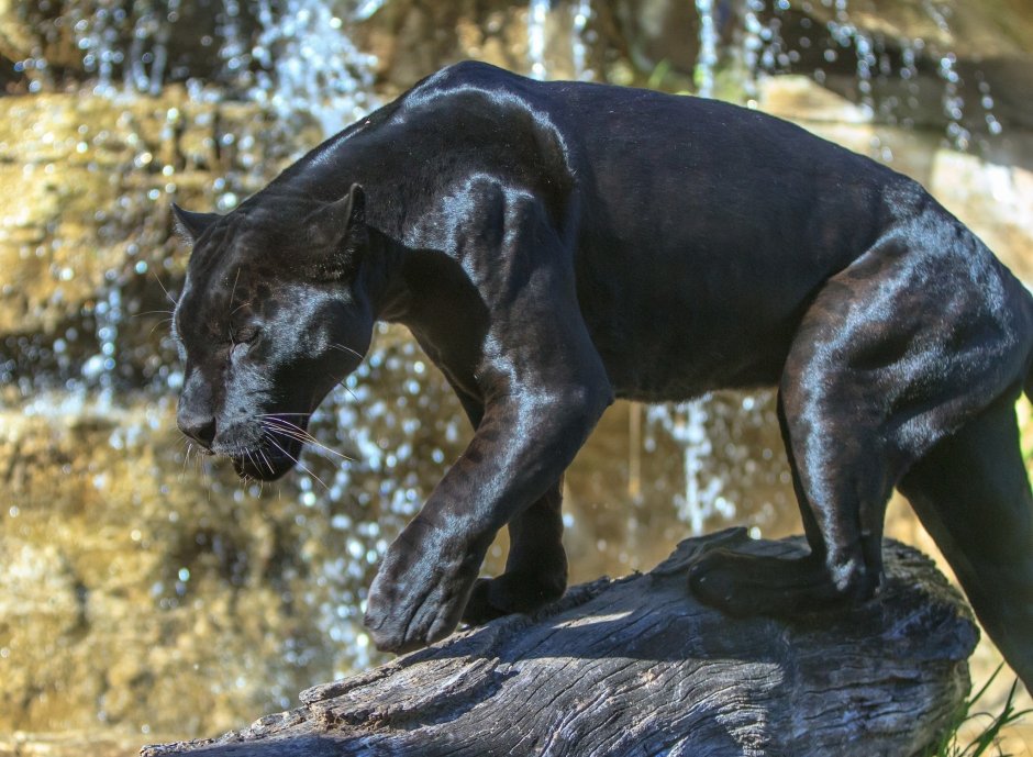 Пантера статуя Мелиас