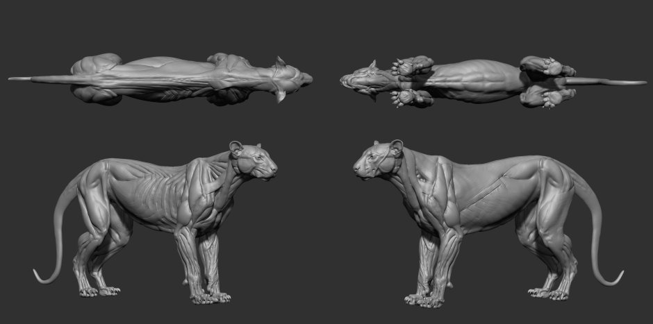 Анатомия Льва для скульптора