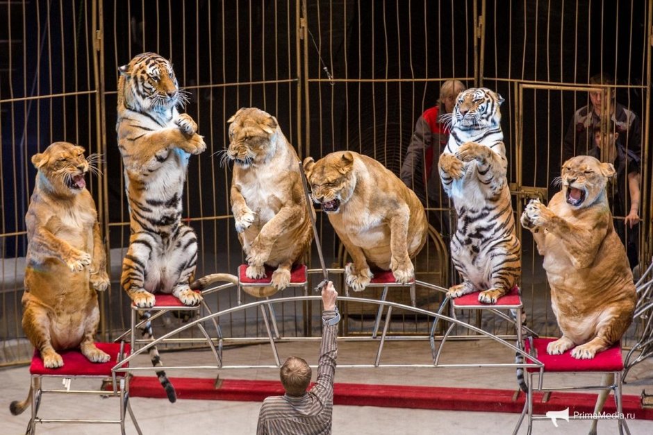 Тигрица в цирке