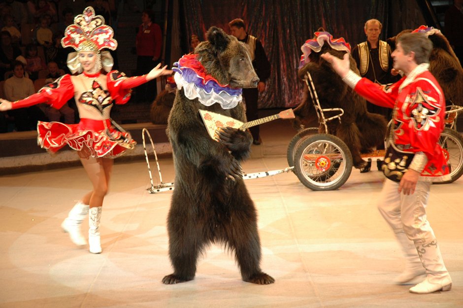 Медведи в цирке на Вернадского