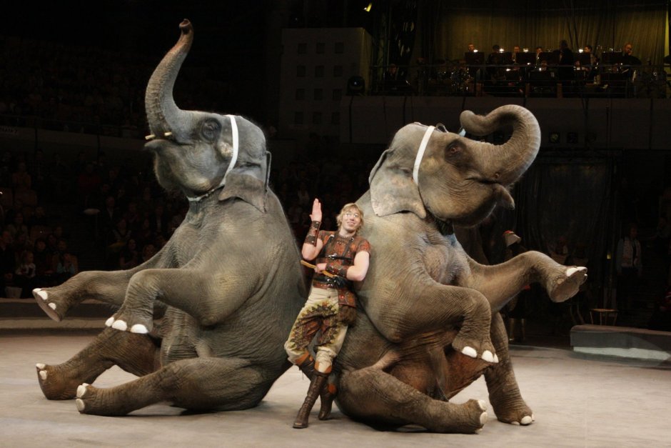 Дрессировка животных в цирке