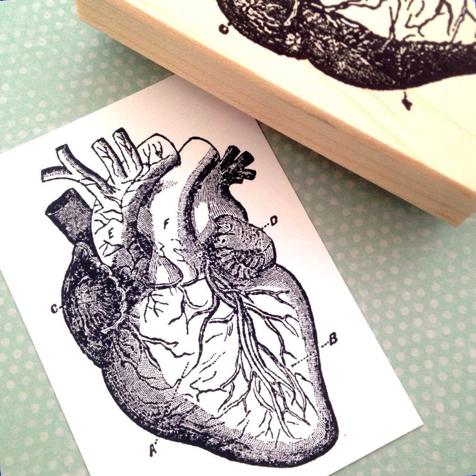 Анатомическое сердце из дерева