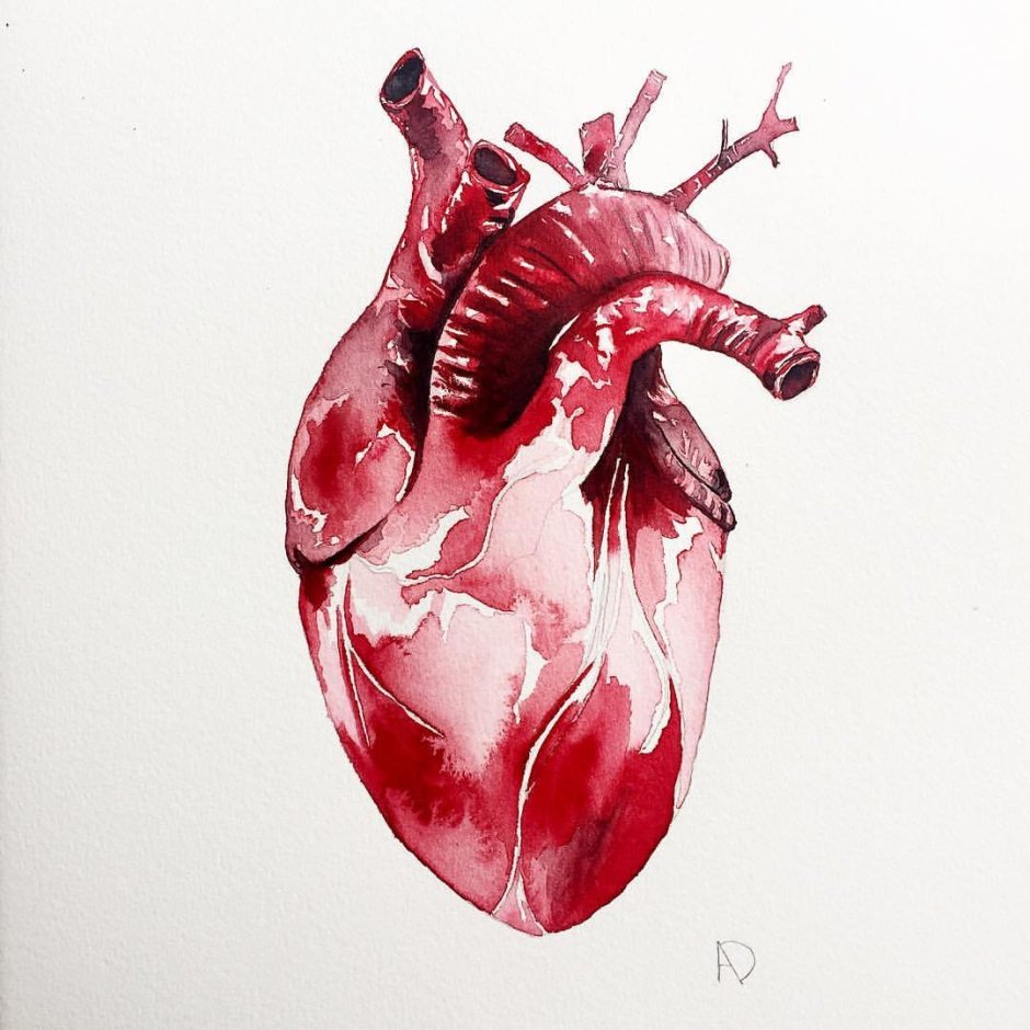 Сердце человека акварелью