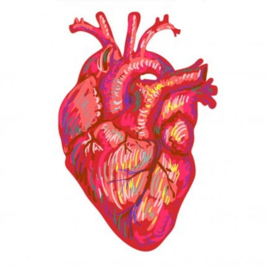 Человеческое сердце акварелью
