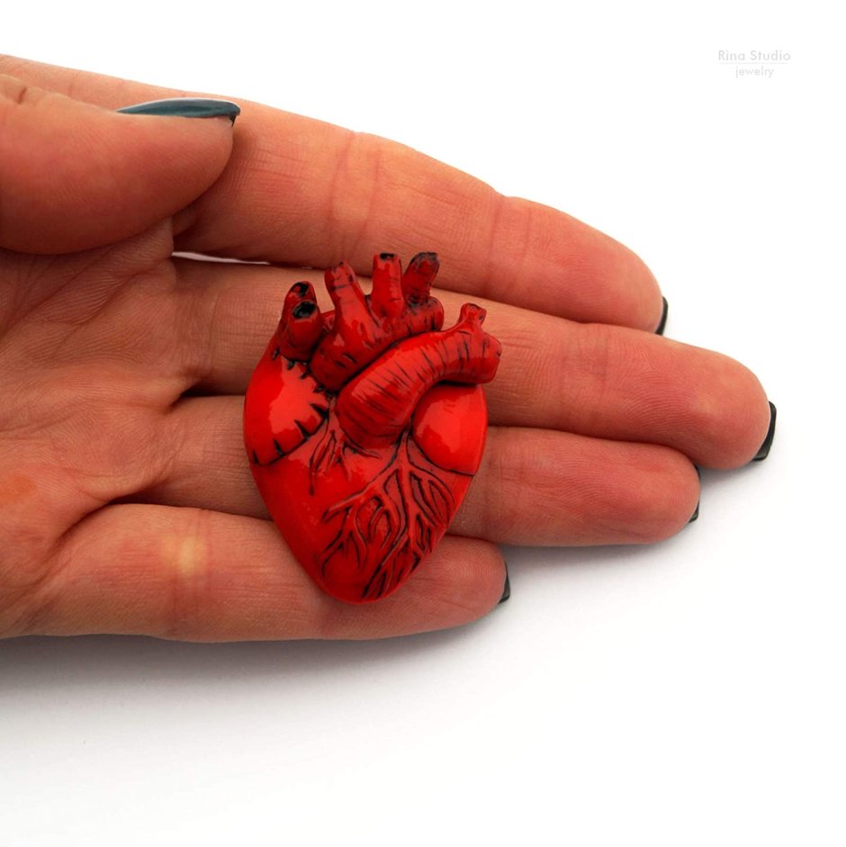 Анатомическое сердце из полимерной глины