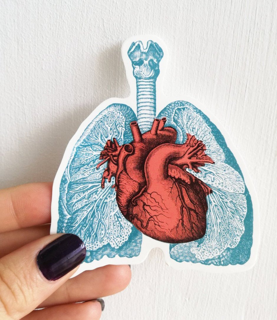 Мягкая игрушка Анатомическое сердце
