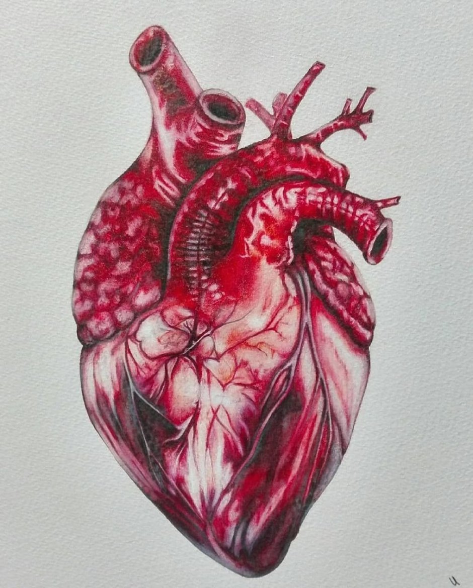 Человеческое сердце картина