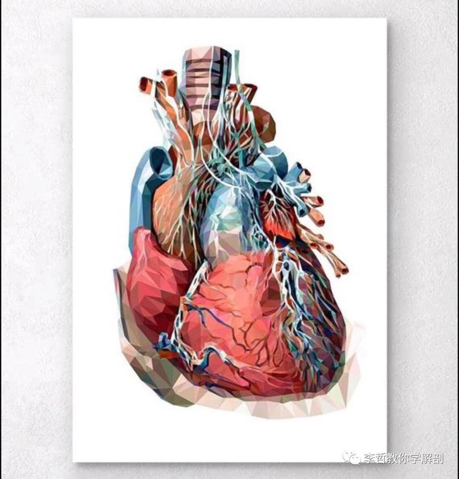 Вязаное Анатомическое сердце