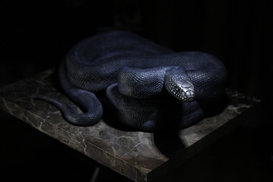 Черный питон змея