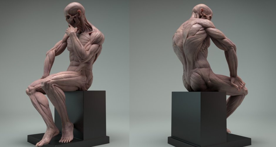 Анатомические скульптуры людей