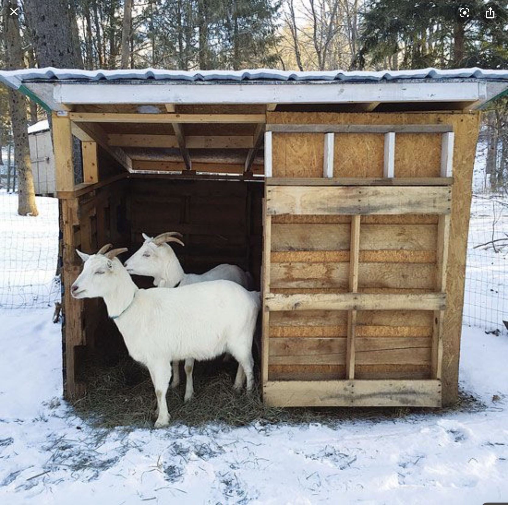 Коза в домашних условиях для начинающих. Козлятник сарай на 1 козу. Козлятник для коз зимний для 2 коз. Козлятник хлев. Козлятник на 2 козы.