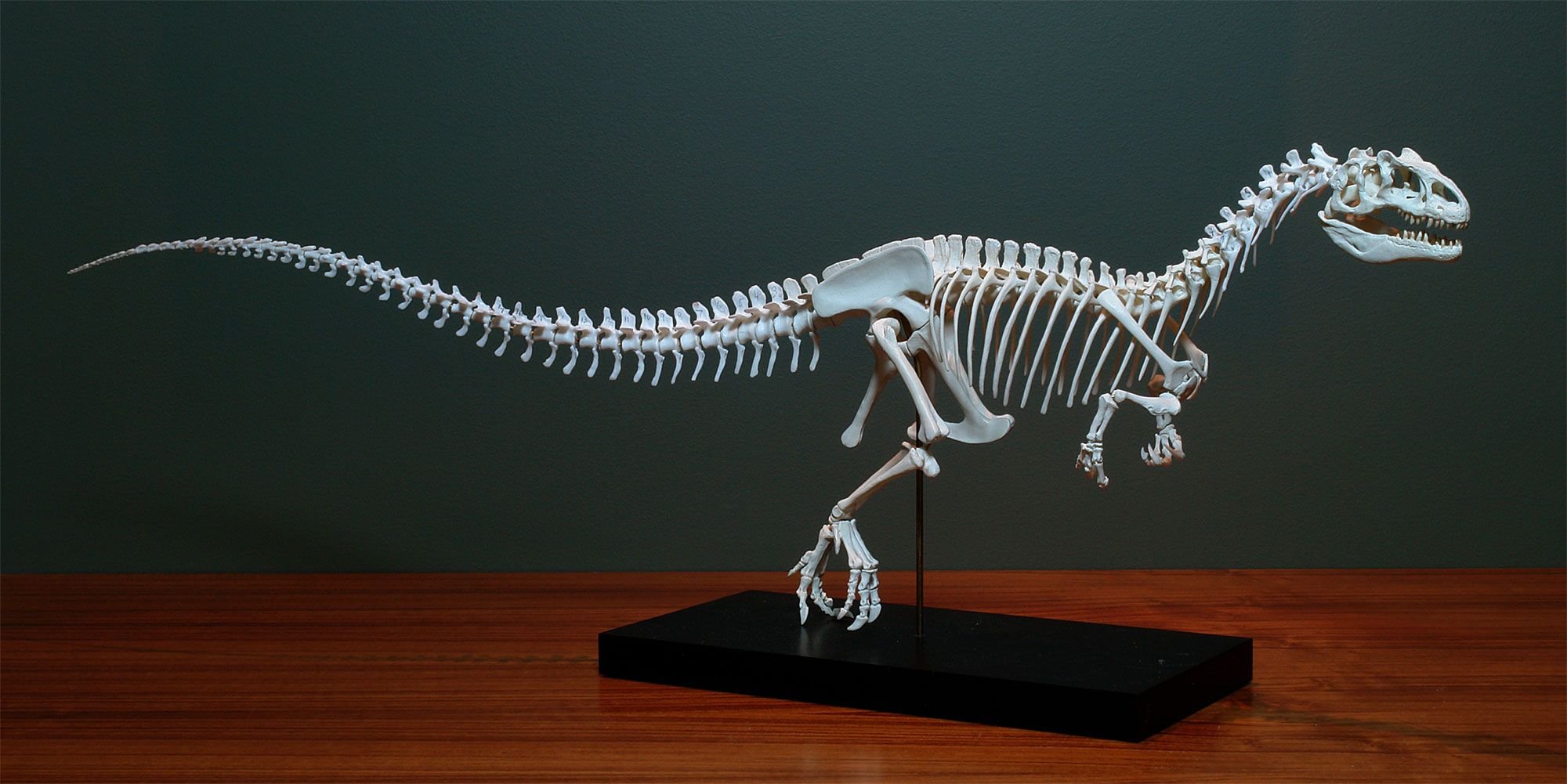 Скелет хвоста. Аллозавр скелет. Аллозавр фрагилис скелет. Allosaurus fragilis скелет. Аллозавр анатомия.