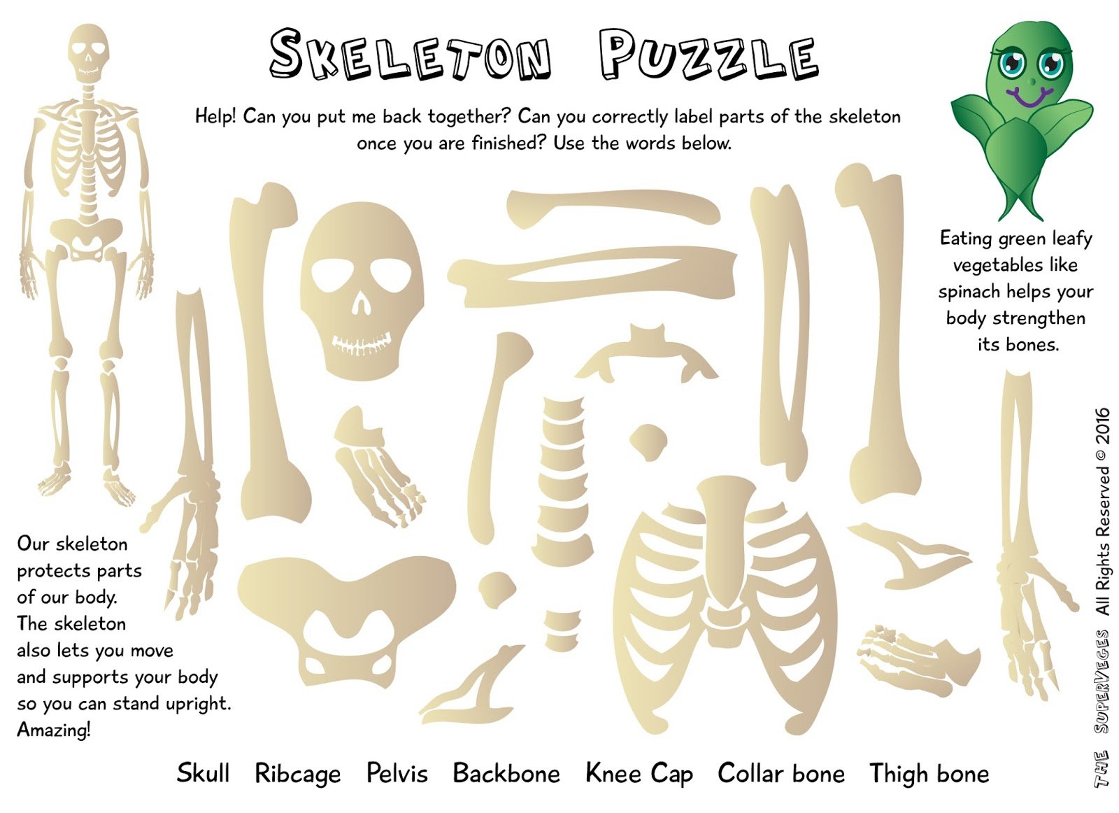 Bone bone играть. Скелет человека. Скелет человека для детей. Собери скелет. Скелет задания для детей.