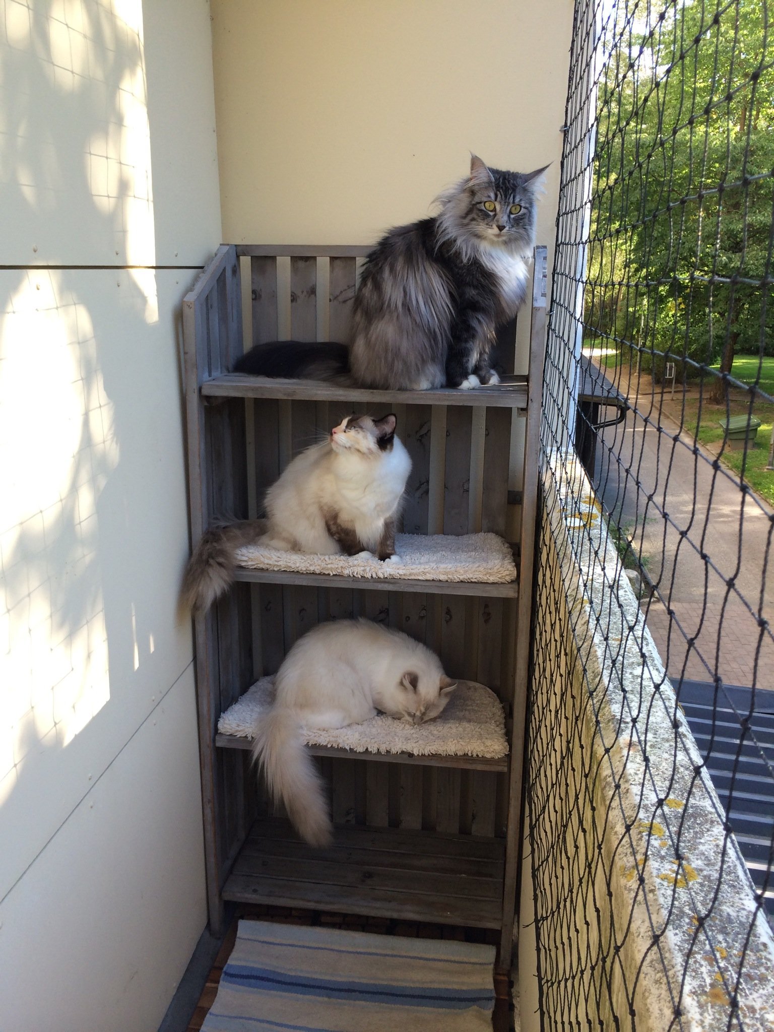 Кошачий балкон. Балкон-антикошка katfreedom.. Вольер антикошка для балкона. Балкон для кошек. Домик для кошки на балконе.
