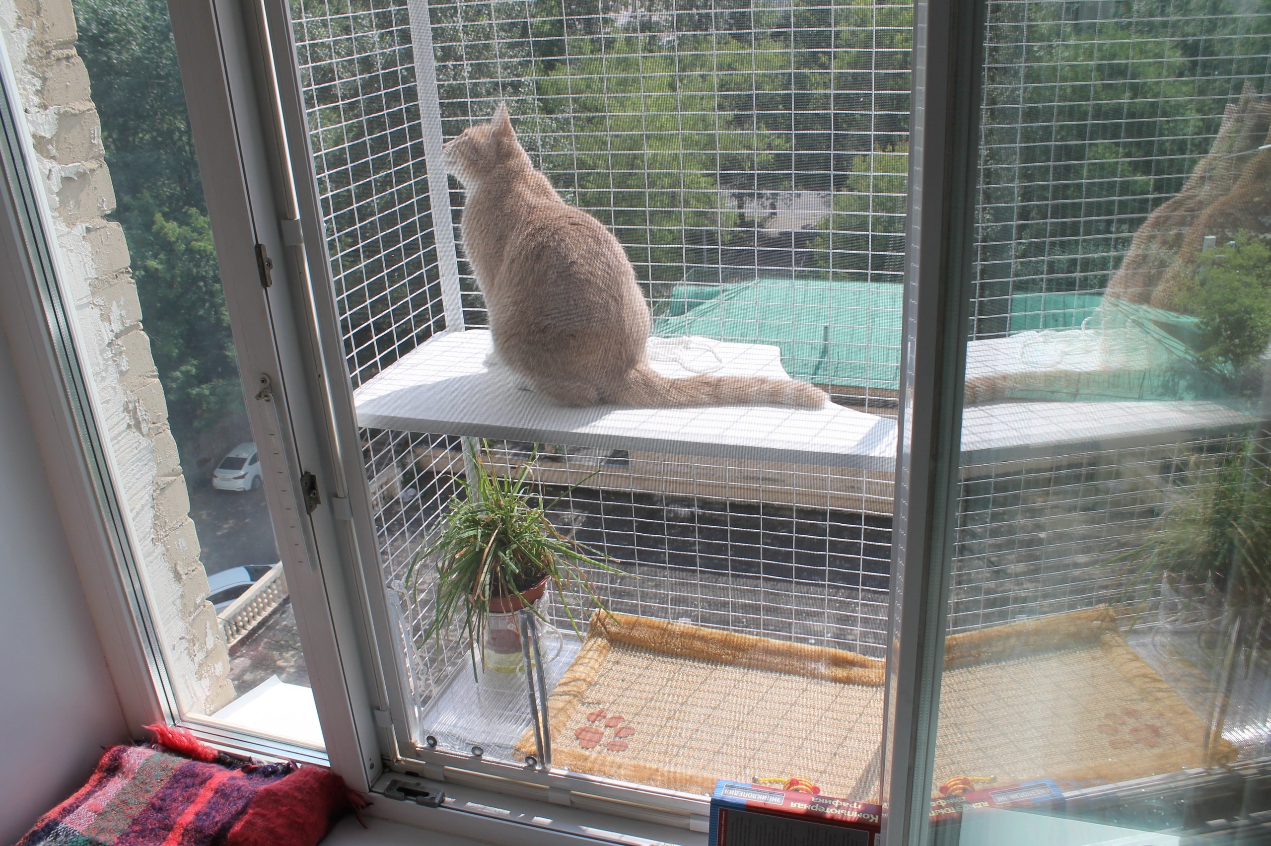 Купить сетку на окна для кошек. Клетка антикошка. Антикошка на окна. Сетка антикошка. Калева антикошка.