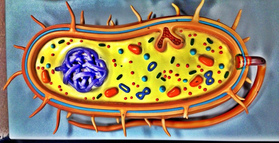 Бактериальная клетка строение 3д