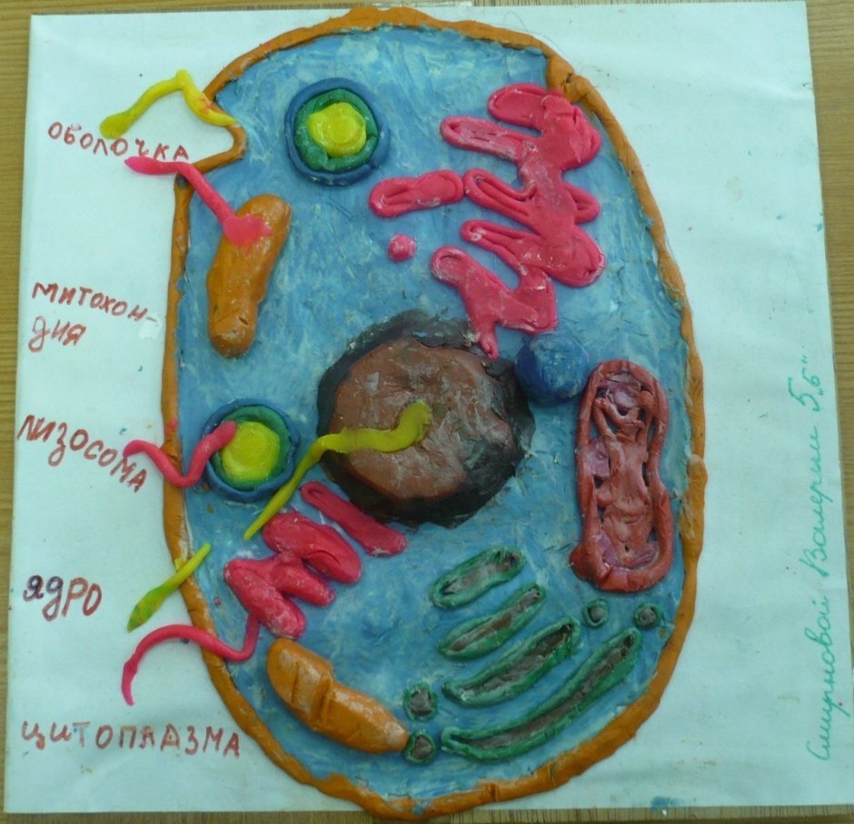 Модель клетки биология 5 класс