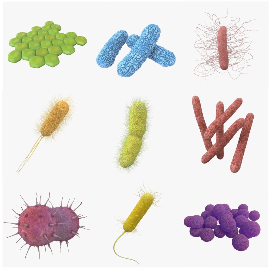 Бактерии рисунок