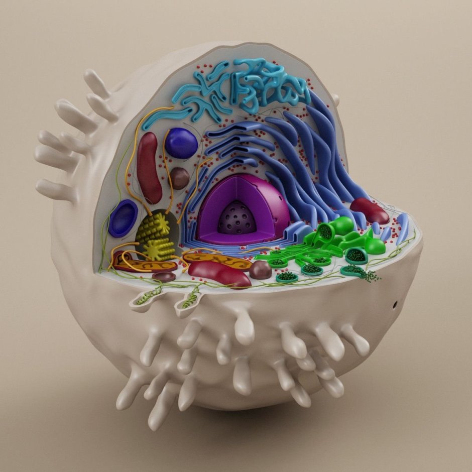 Модель растительной клетки и животной клетки из пластилина