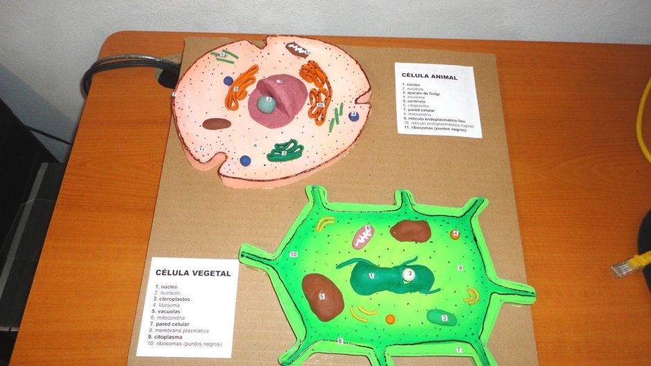 Модель клетки биология 5 класс из бумаги