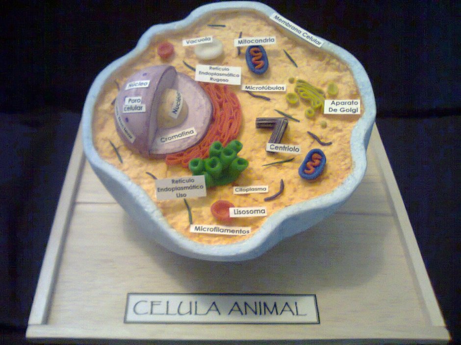 Модель клетки животных