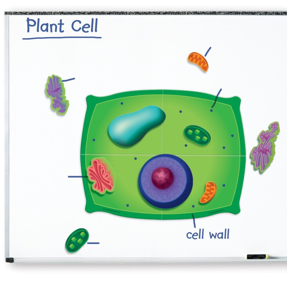 Строение растительной клетки аппликация