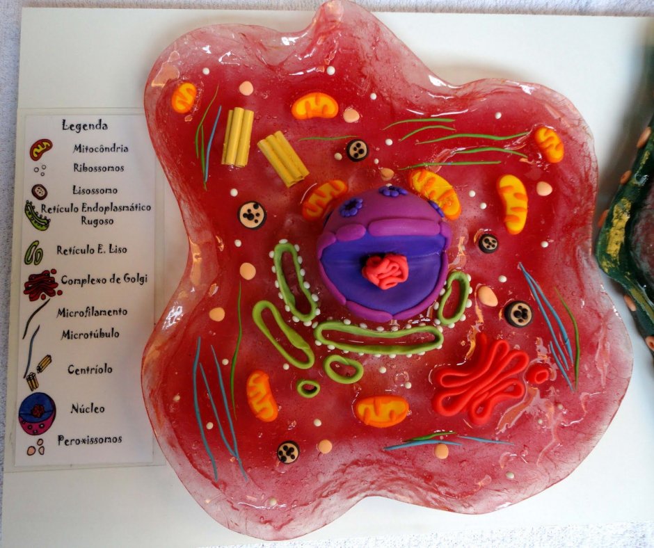 Модель клетки животного