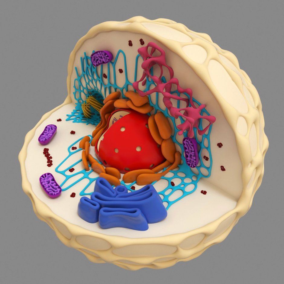 Растительная клетка модель биология 5