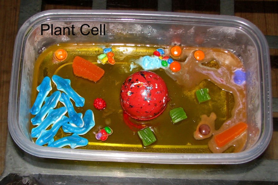 Plant Cell model making ideas