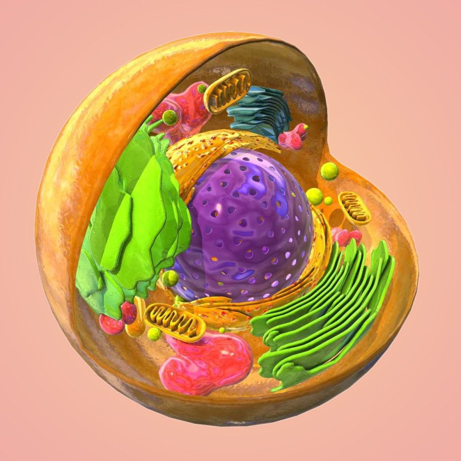 Эукариотическая клетка 3д моделирование