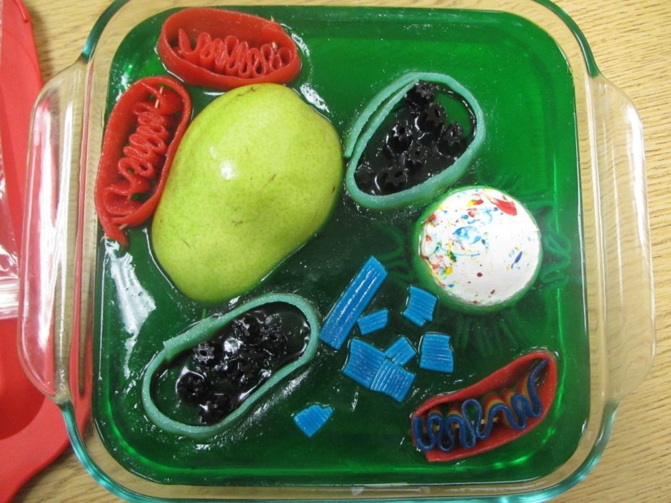 Модель растительной клетки из пластилина