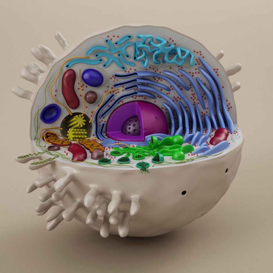 Модель клетки биология