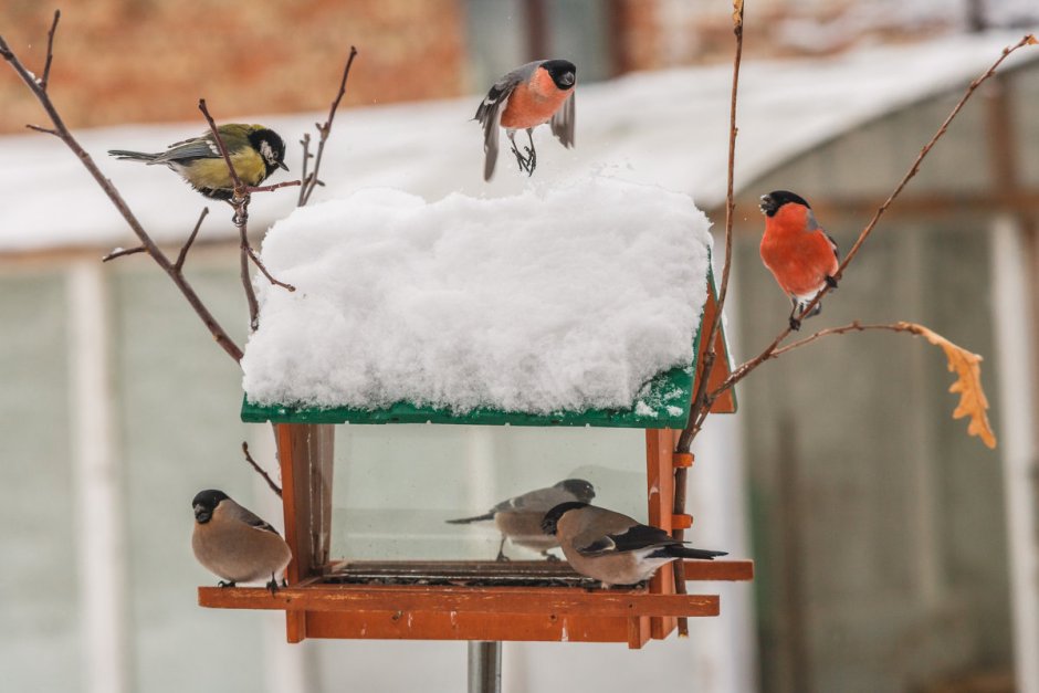 Птички у кормушки зимой