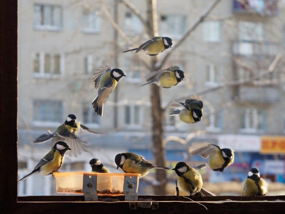 Птицы зимой в городе