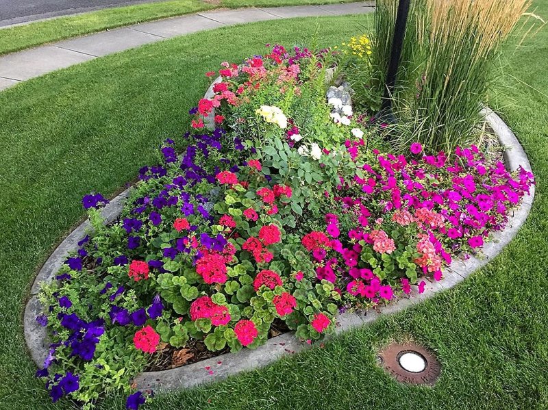 Kustovaya Petunia on a flowerbed