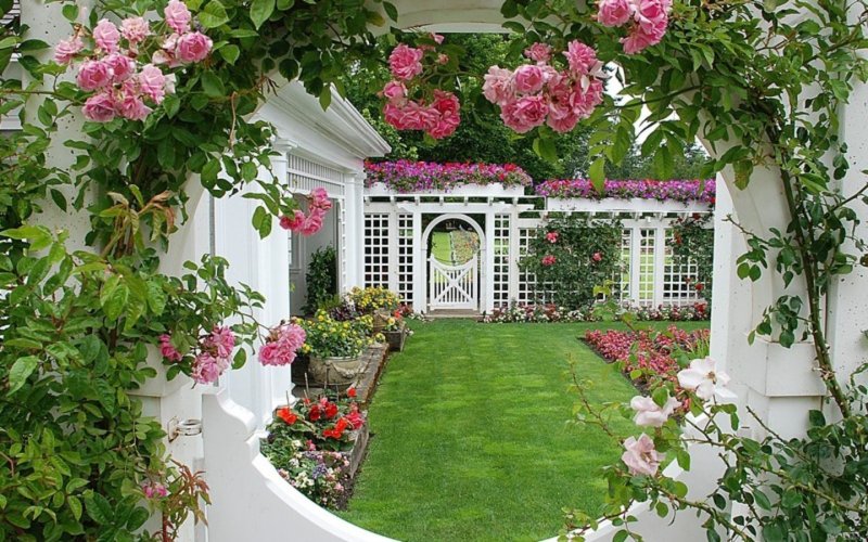 Plesy rose on the arch