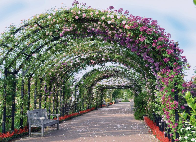 Plesy rose on the arch